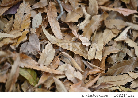 Winter image (fallen leaves) 108214152