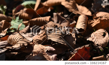 Winter image (fallen leaves) 108214167