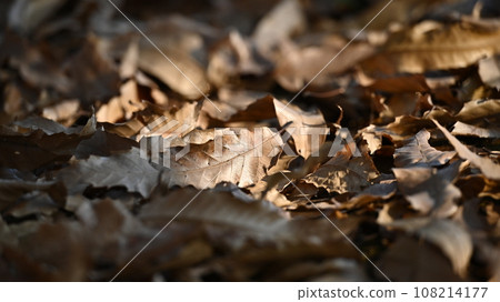 Winter image (fallen leaves) 108214177