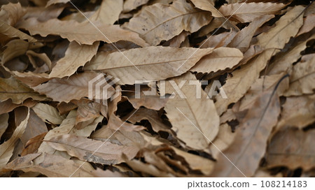 Winter image (fallen leaves) 108214183