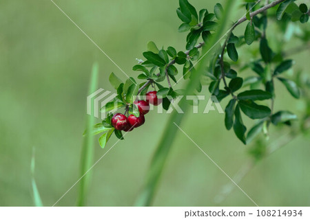 新鮮針葉 108214934