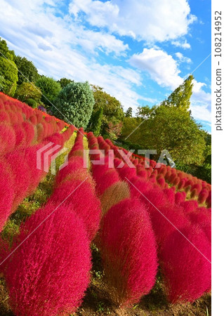Blue sky and bright red kochia (Shimizu Park) 108214952
