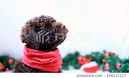 A cute and funny christmas lagotto romagnolo portrait close-up puppy dog with christmas decoration with place for text. Copy space. Christmas concept, postcard A cute and funny christmas lagotto romagnolo portrait close-up puppy dog with christmas decoration with place for text. Copy space. Christmas concept, postcard 108215127