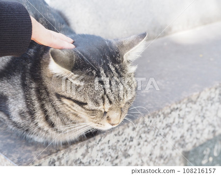 A tabby cat being petted by a person on a stone lantern in the precincts of a shrine A tabby cat being petted by a person on a stone lantern in the precincts of a shrine 108216157