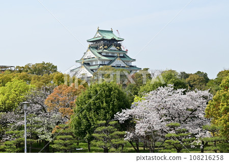 Osaka Castle and Somei Yoshino cherry blossoms seen from the direction of Tamatsukurisuji 108216258