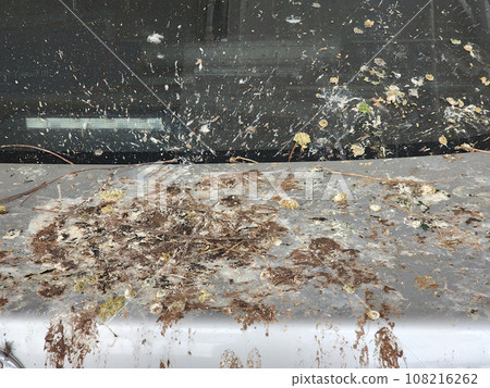 bird poop on car of care bird poop on car of care 108216262