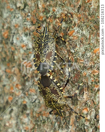 Stink bug (Erthesina fullo) Stink bug (Erthesina fullo) 108216313
