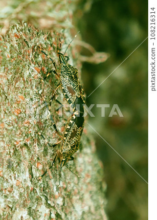 Stink bug (Erthesina fullo) 108216314