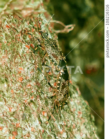 臭蟲(Erthesina fullo) 臭蟲(Erthesina fullo) 108216316