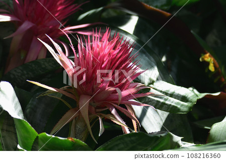 red plant with thorns red plant with thorns 108216360