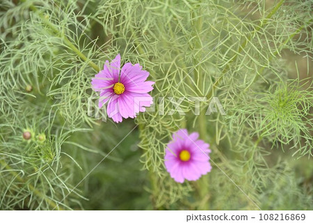 Suhara Sunflower Village Cosmos Suhara Sunflower Village Cosmos 108216869