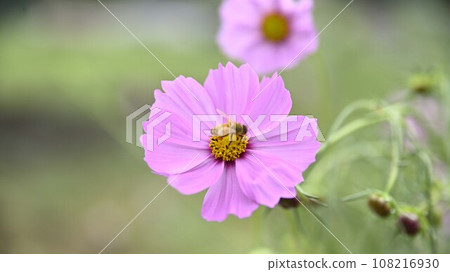 Suhara Sunflower Village Cosmos 108216930