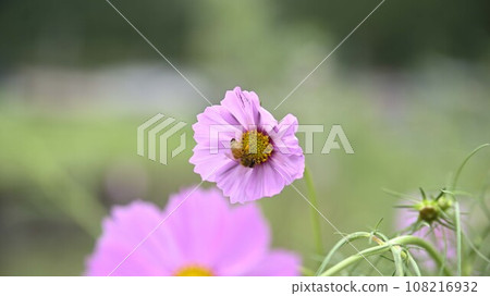 Suhara Sunflower Village Cosmos Suhara Sunflower Village Cosmos 108216932