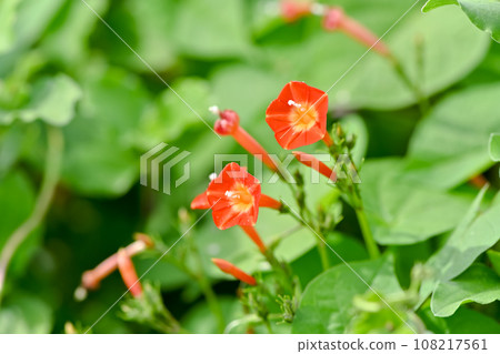 橙紅蔦蘿 橙紅蔦蘿 108217561
