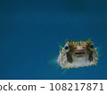 swimming porcupine fish 108217871