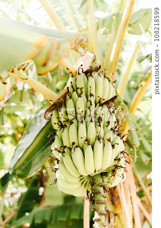 Unripe bunches of green bananas growing on trees in green tropical garden Unripe bunches of green bananas growing on trees in green tropical garden 108218599