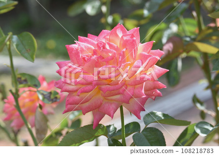 粉紅色和黃色的玫瑰 108218783