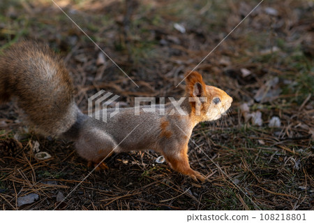 A beautiful red squirrel eats nuts in the forest. A squirrel with a fluffy tail sits and eats nuts close-up. Slow motion video A beautiful red squirrel eats nuts in the forest. A squirrel with a fluffy tail sits and eats nuts close-up. Slow motion video 108218801