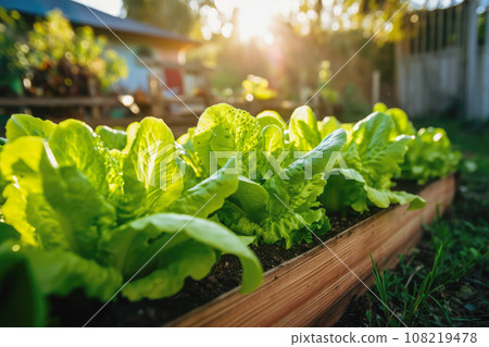 Lettuce in the house family salad garden, Generative AI. 108219478