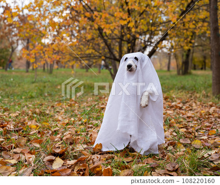 Jack Russell Terrier dog in a ghost costume in the autumn forest. Jack Russell Terrier dog in a ghost costume in the autumn forest. 108220160