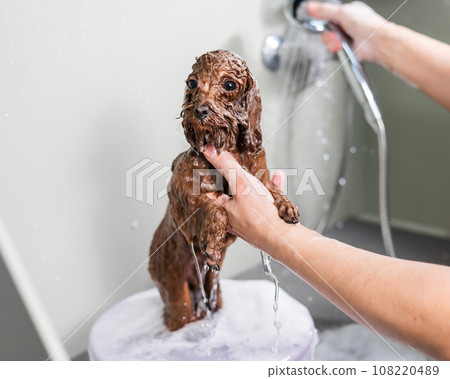 Woman washing brown mini toy poodle in grooming salon.  108220489