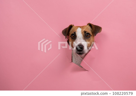 Funny dog jack russell terrier tore pink paper background. Funny dog jack russell terrier tore pink paper background. 108220579