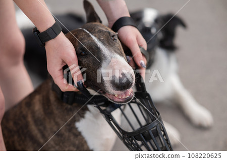 The owner puts a muzzle on a bull terrier dog on a walk outdoors. 108220625