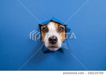 Funny dog jack russell terrier leans out of a hole in a paper blue background. Funny dog jack russell terrier leans out of a hole in a paper blue background. 108220780
