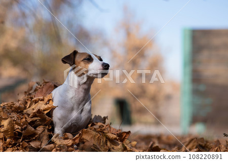 Jack Russell Terrier dog in a pile of yellow fallen leaves.  108220891