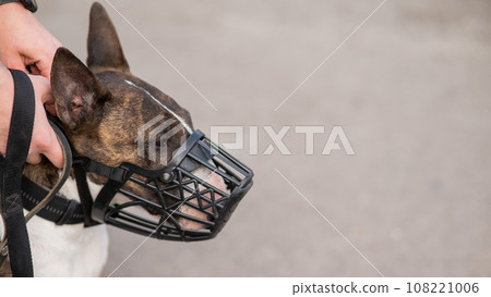 The owner puts a muzzle on a bull terrier dog on a walk outdoors. 108221006