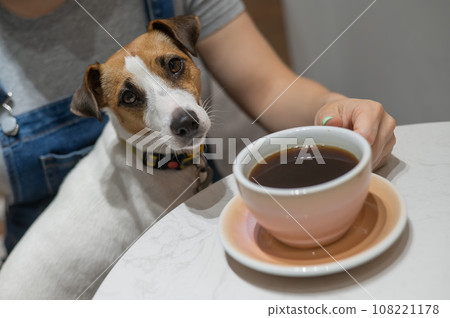 Jack Russell sits on the lap of the hostess in a cafe. Woman drinking coffee in a dog friendly cafe. 108221178