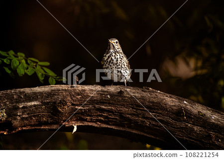 The song thrush, Turdus philomelos, perching on twig. 108221254
