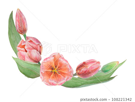 Watercolor realistic botanical illustration of pink tulips. Round frame for your design, wedding print products, paper, invitations, cards, fabric, posters for Mother's day, March 8, Easter, festivals Watercolor realistic botanical illustration of pink tulips. Round frame for your design, wedding print products, paper, invitations, cards, fabric, posters for Mother's day, March 8, Easter, festivals 108221342