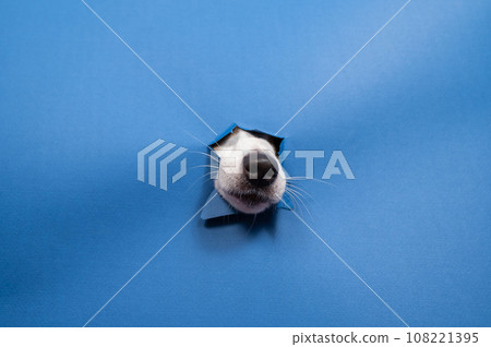 Jack Russell Terrier dog nose sticking out of torn paper blue background.  108221395