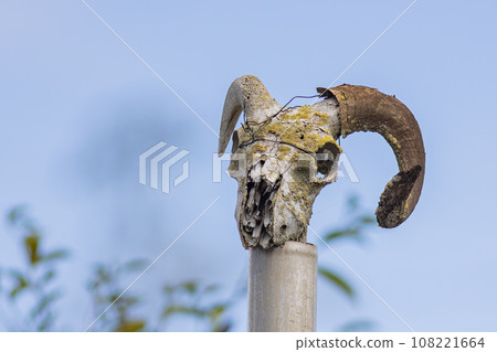 skull skeleton of a ram on a pole against the blue sky - close up skull skeleton of a ram on a pole against the blue sky - close up 108221664