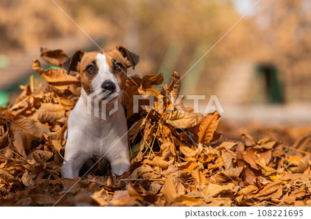 Jack Russell Terrier dog in a pile of yellow fallen leaves.  108221695