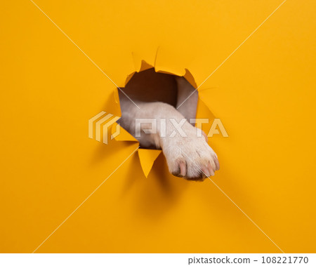 Dog jack russell terrier tore paw cardboard orange background. Dog jack russell terrier tore paw cardboard orange background. 108221770