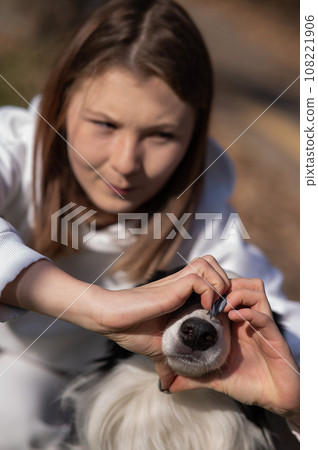The owner makes a heart on the nose of the border collie dog with her hands.  108221906