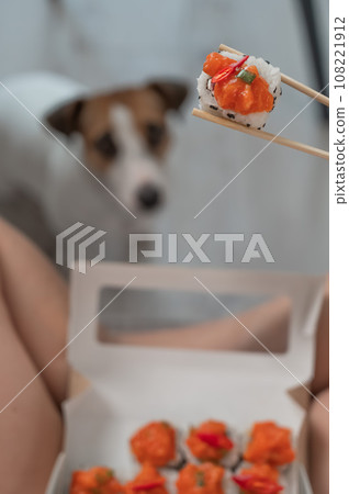 A woman sits on the sofa and eats rolls. Jack Russell Terrier dog sits on the floor and begs for food from its owner. A woman sits on the sofa and eats rolls. Jack Russell Terrier dog sits on the floor and begs for food from its owner. 108221912