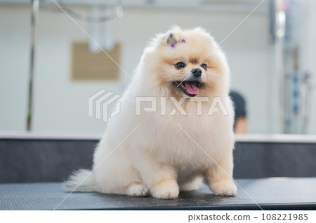 Beautiful Pomeranian after a haircut in a grooming salon. Beautiful Pomeranian after a haircut in a grooming salon. 108221985