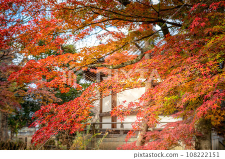 Autumn at Seiryoji Temple, maple leaves shining in the setting sun and Prince Shotokuden 108222151