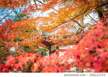 Autumn at Seiryoji Temple, maple leaves shining in the setting sun and Prince Shotokuden Autumn at Seiryoji Temple, maple leaves shining in the setting sun and Prince Shotokuden 108222155