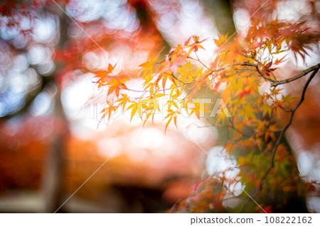 Autumn at Seiryoji Temple, the maple leaves in front of Prince Shotoku Hall shine in the setting sun 108222162