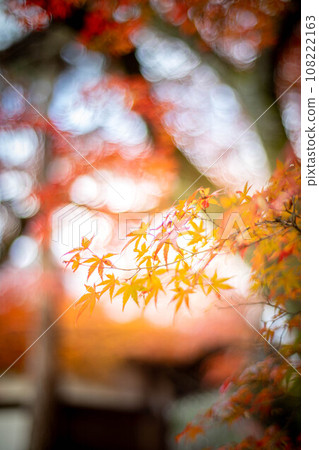 Autumn at Seiryoji Temple, the maple leaves in front of Prince Shotoku Hall shine in the setting sun 108222163
