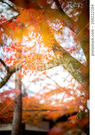 Autumn at Seiryoji Temple, the maple leaves in front of Prince Shotoku Hall shine in the setting sun 108222164