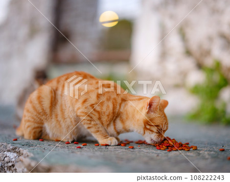 cats of Turkey, small resort town of Side with ancient Greek ruins. Homeless animals theme. cat eats food outside cats of Turkey, small resort town of Side with ancient Greek ruins. Homeless animals theme. cat eats food outside 108222243