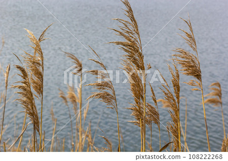 Common reed Phragmites australis. Thickets of fluffy dry trunks of common reed against the background of lake water. Up close Nature concept for design Common reed Phragmites australis. Thickets of fluffy dry trunks of common reed against the background of lake water. Up close Nature concept for design 108222268