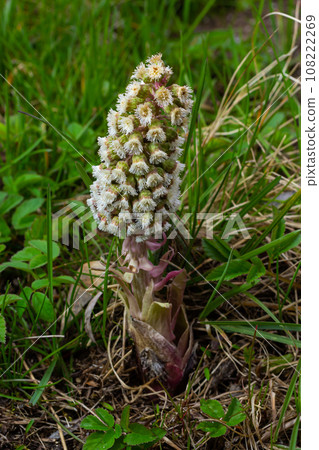 Inflorescences of butterbur, pestilence wort, Petasites hybridus.Blossom, Common butterbur. A blooming butterbur Petasites hybridus flower in the meadow Inflorescences of butterbur, pestilence wort, Petasites hybridus.Blossom, Common butterbur. A blooming butterbur Petasites hybridus flower in the meadow 108222269