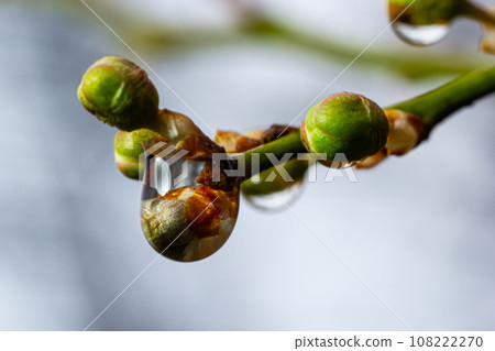 Wooden tree branches with new flower buds in the end with rain drops 108222270