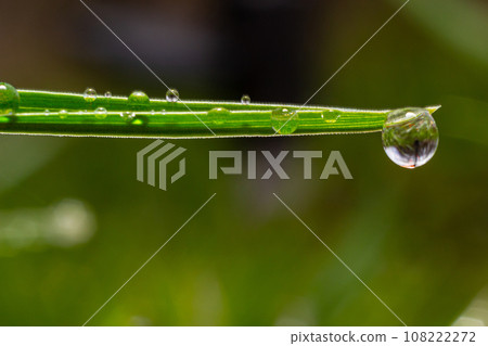 Water drops on the green grass. Morning dew, watering plants. Drops of moisture on leaves after rain. Beautiful green background on an ecological theme Water drops on the green grass. Morning dew, watering plants. Drops of moisture on leaves after rain. Beautiful green background on an ecological theme 108222272